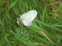 Leptidea reali - Réal's Wood White