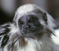 Cotton-top tamarin (Saguinus oedipus)