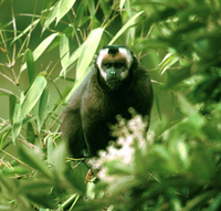 Tufted capuchin (Cebus apella)