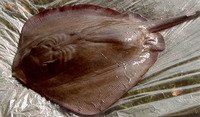 Dasyatis say, Bluntnose stingray: