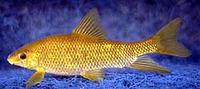 Erimyzon tenuis, Sharpfin chubsucker:
