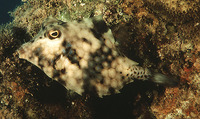 Tetrosomus gibbosus, Humpback turretfish: fisheries, aquarium