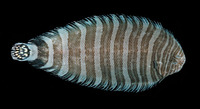 Zebrias synapturoides, Indian zebra sole: fisheries