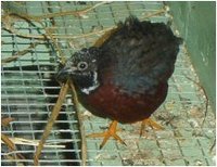 Button Quail, Dan Cowell