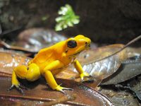 In Columbia exibit - orange Phyllobates terribilis