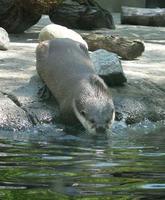 Image of: Aonyx capensis (African clawless otter)