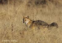 Image of: Canis aureus (golden jackal)