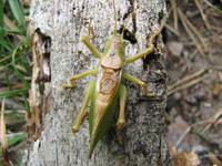 Tettigonia cantans