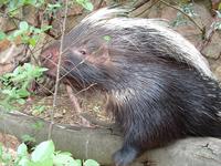 Image of: Hystrix africaeaustralis (Cape porcupine)