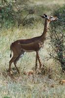 Image of: Litocranius walleri (gerenuk)