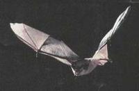 Image of: Myotis grisescens (gray myotis)