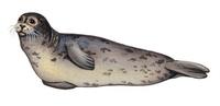 Image of: Phoca vitulina (harbor seal)