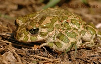 Bufo viridis - European Green Toad