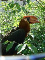 Buceros hydrocorax - Rufous Hornbill