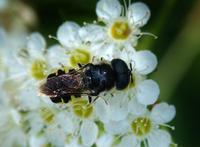 Image of: Stratiomyidae (soldier flies)