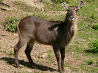 Kobus ellipsiprymnus ellipsiprymnus - Waterbuck