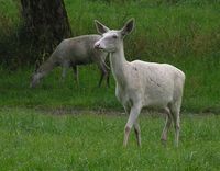 Cervus elaphus maral - Asiatic Red Deer