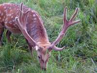 Cervus nippon dybowskii - Dybowski's deer