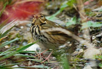 Image of: Anthus hodgsoni (olive-backed pipit)