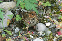 Image of: Emberiza pusilla (little bunting)