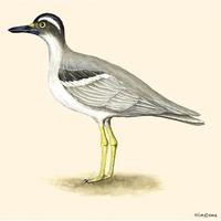 Image of: esacus magnirostris (beach stone curlew)