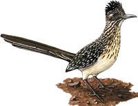 Image of: Geococcyx californianus (greater roadrunner)