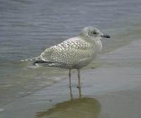 Image of: Larus thayeri (Thayer's gull)