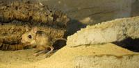 Jaculus jaculus - Lesser Egyptian Jerboa