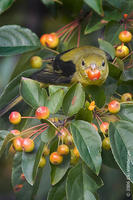 Image of: Piranga olivacea (scarlet tanager)