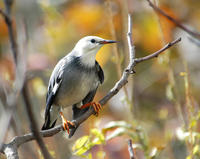 Image of: Sturnus sericeus (red-billed starling)