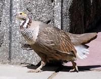 Image of: Tetraogallus himalayensis (Himalayan snowcock)