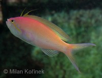 Nemanthias carberryi - Threadfin Anthias