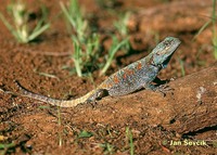 Acanthocercus atricollis - Blue-throated Agama