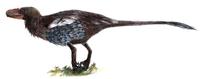 Dromaeosaurus