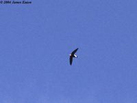 White-throated Needletail - Hirundapus caudacutus