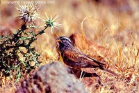 House Bunting - Emberiza striolata