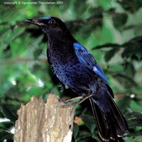 Malabar Whistling Thrush - Myophonus horsfieldii