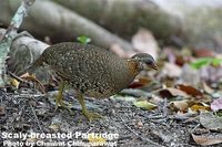 Scaly-breasted Partridge - Arborophila chloropus