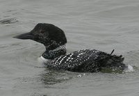 Common Loon - Gavia immer