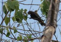 Greater Vasa Parrot (Coracopsis vasa) photo