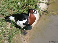 Red-breasted Goose - Branta ruficollis