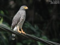 Roadside Hawk - Buteo magnirostris