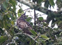 Blyth's Hawk-Eagle - Spizaetus alboniger
