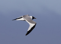 Sabine's Gull (Xema sabini) photo