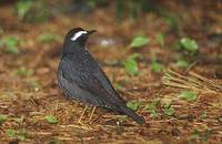 Siberian Thrush (Zoothera sibirica) photo