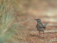 Bahama Mockingbird (Mimus gundlachii) photo