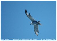 Blue Noddy - Procelsterna cerulea