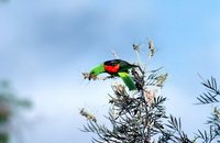 Red-winged Parrot - Aprosmictus erythropterus