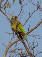 Scaly-headed Parrot - Pionus maximiliani