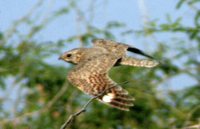 Sykes' Nightjar - Caprimulgus mahrattensis